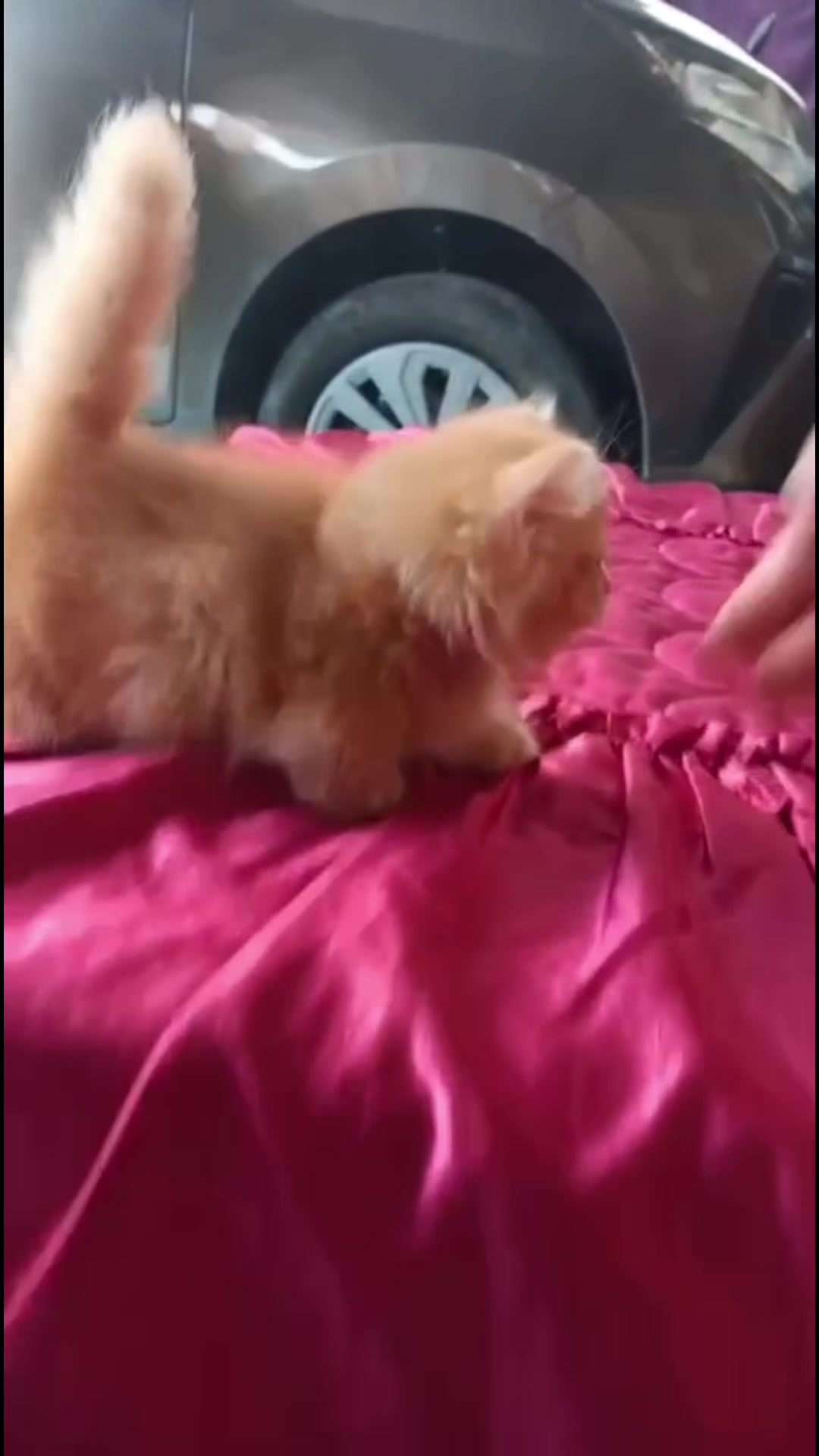 @Luskyocat