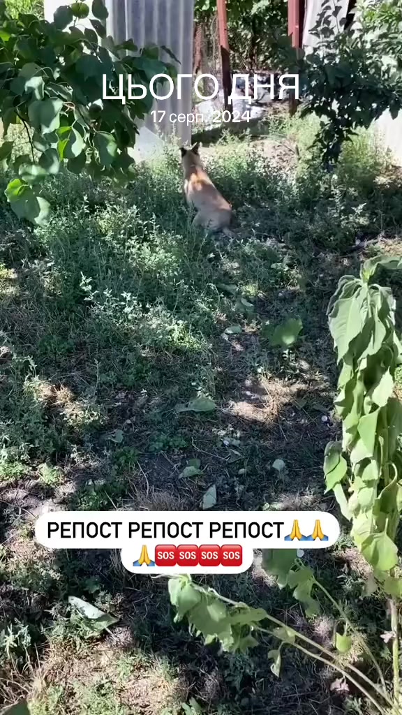 @Світлана Ткачук