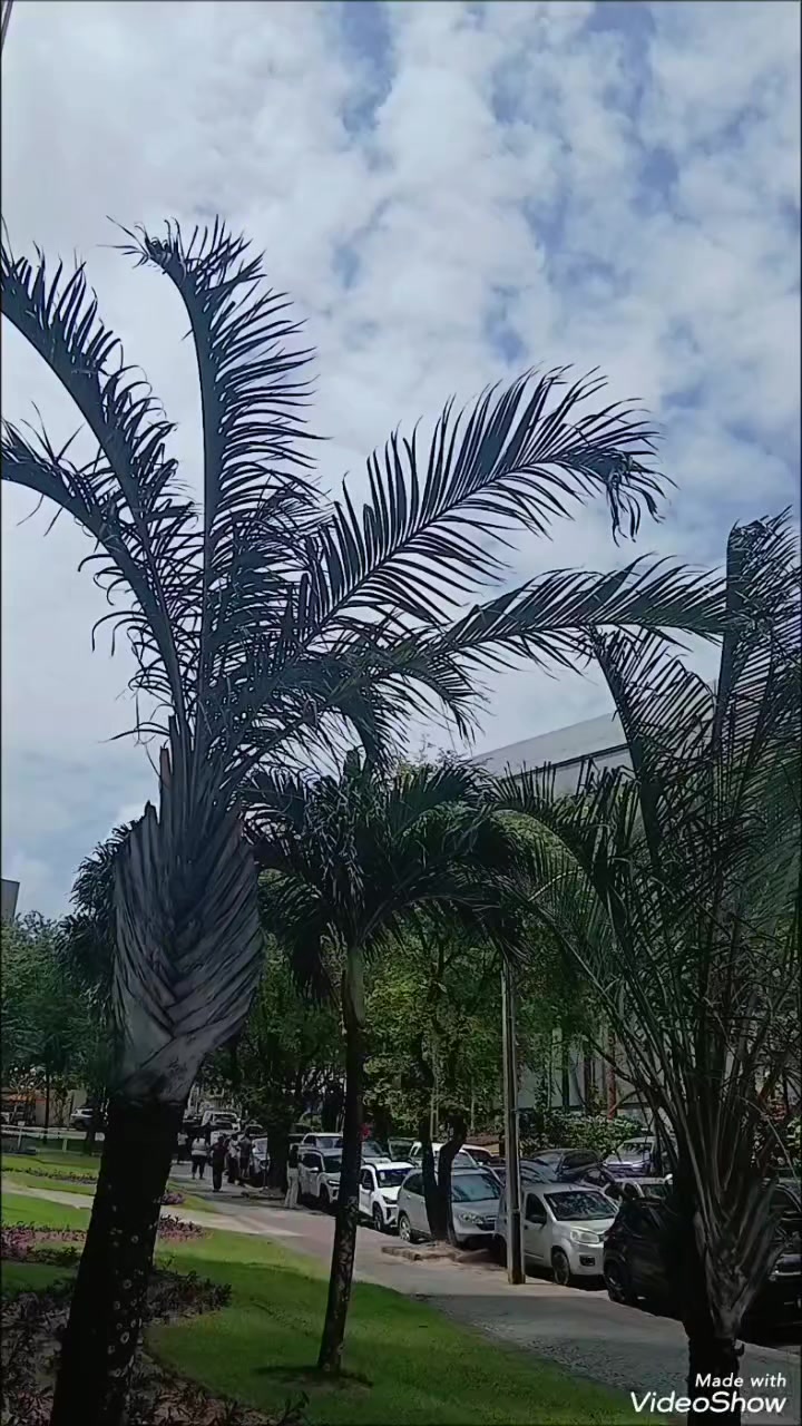 @bora de carona _pe