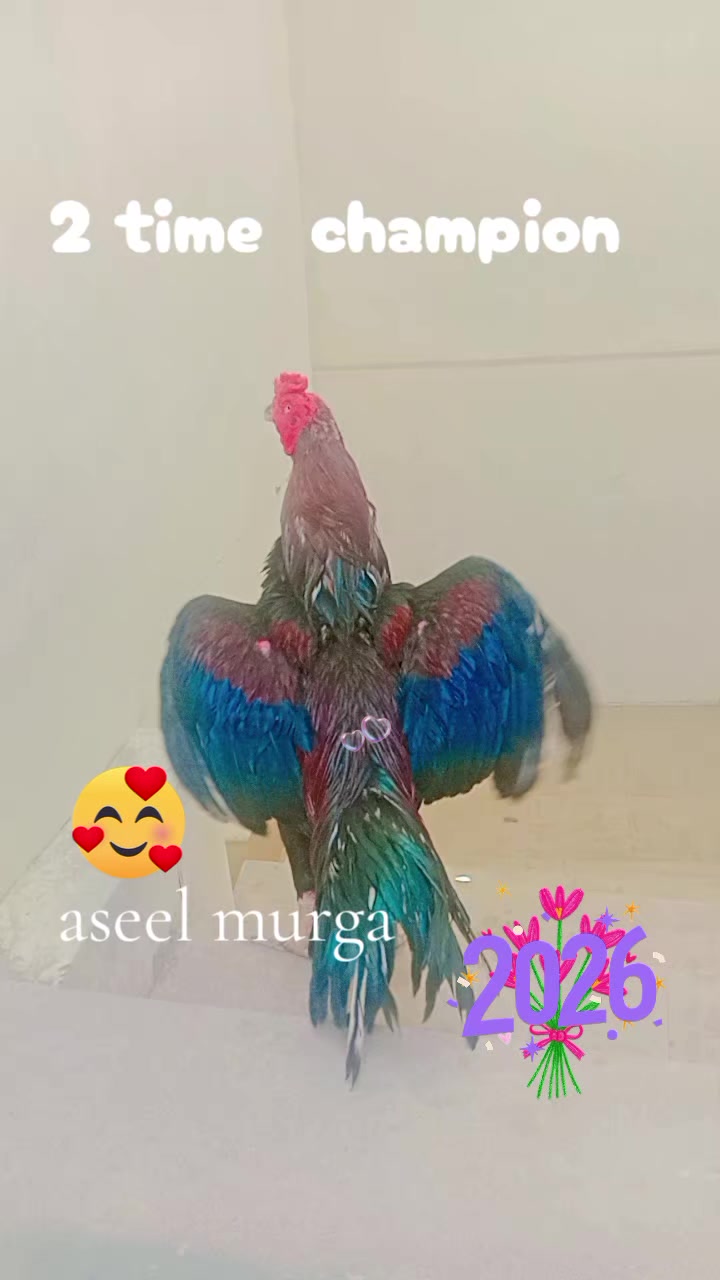 @maliksajjad1860