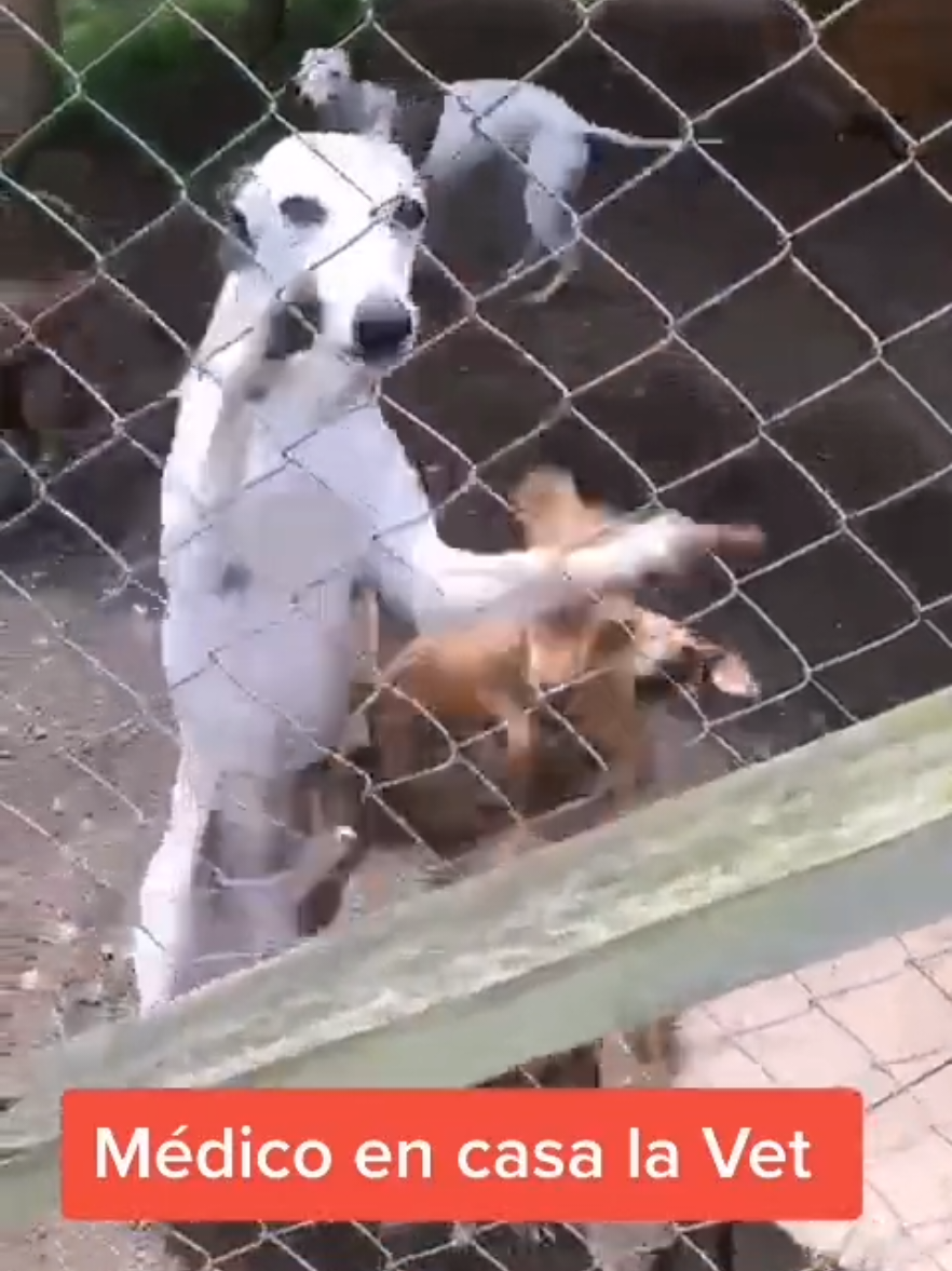 @Clínica la Vet Oriente
