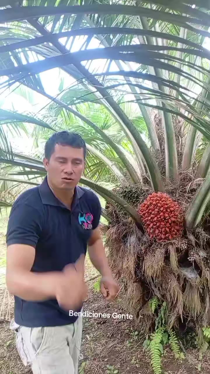 @Jairo desde el campo.