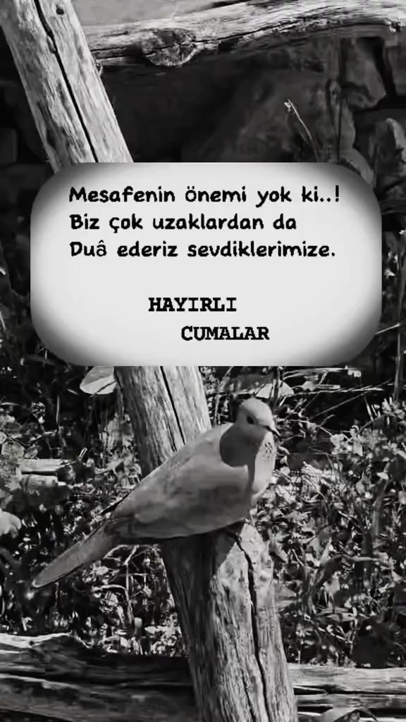 @08.G&Uuml;LL&Uuml;