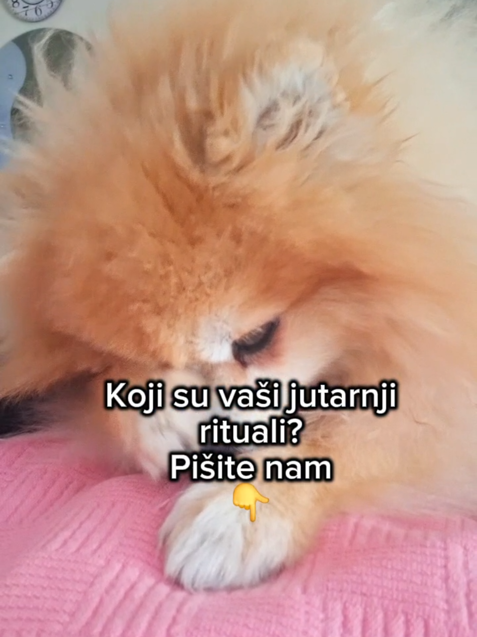 @Princess Candy Pomeranian