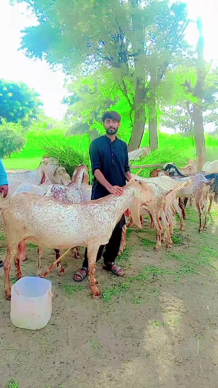 @Malik Rashid