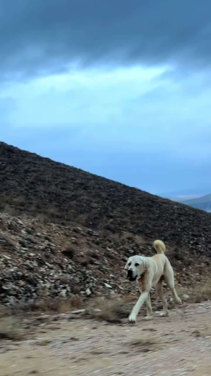 @Gürün.kennels58