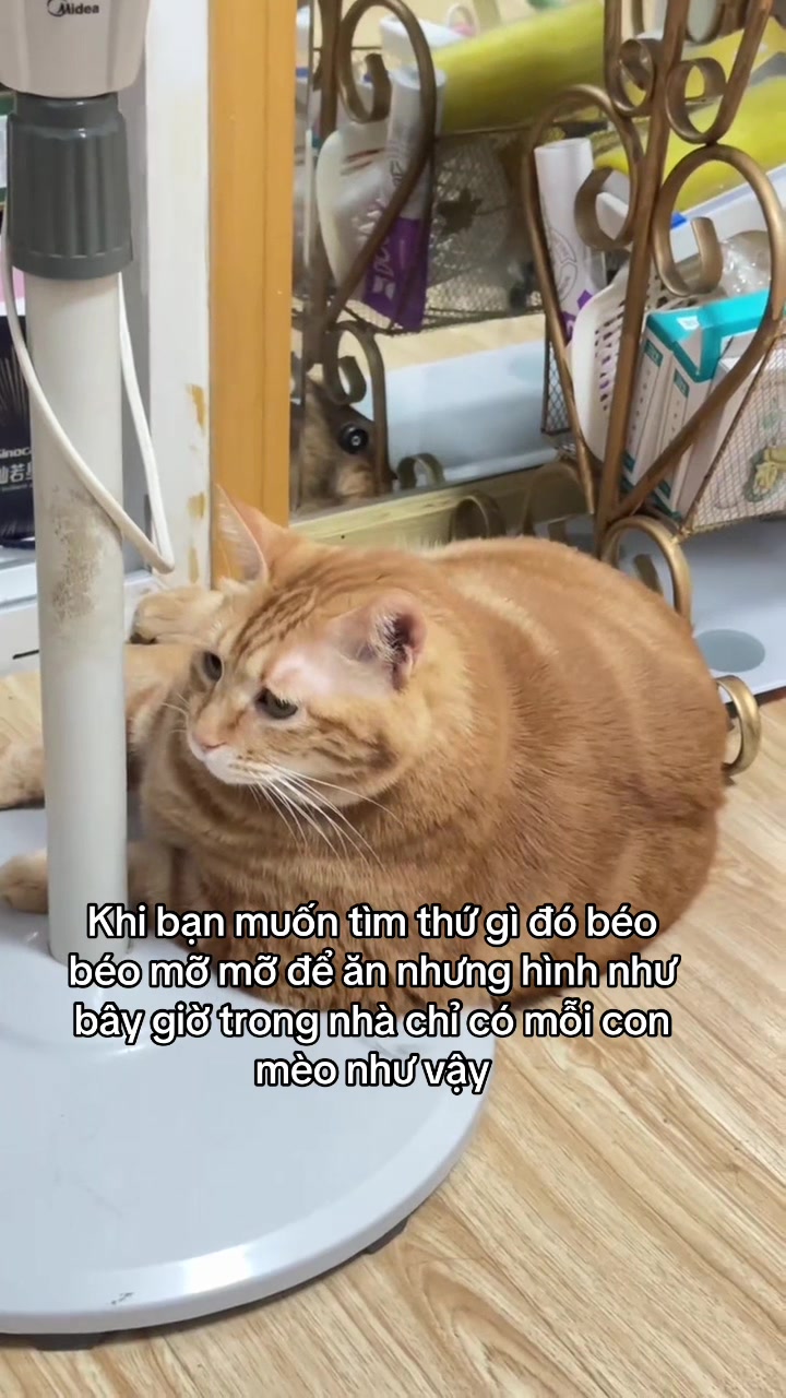 @Skibidi Cat