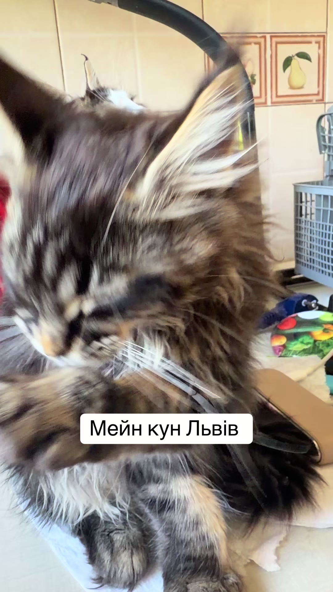 @PARAKENTOS*UA Maine coon