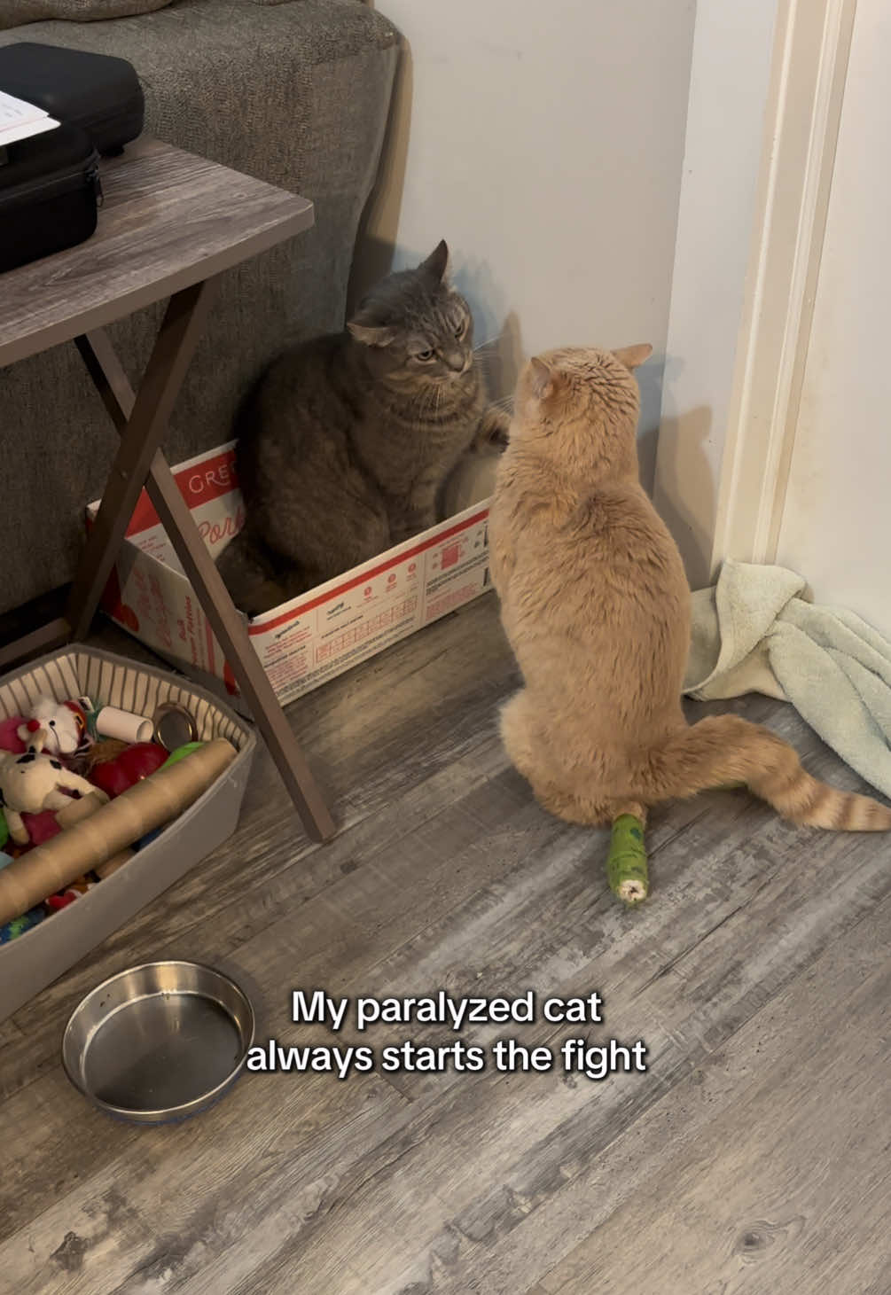 @Low Ryder Kitty