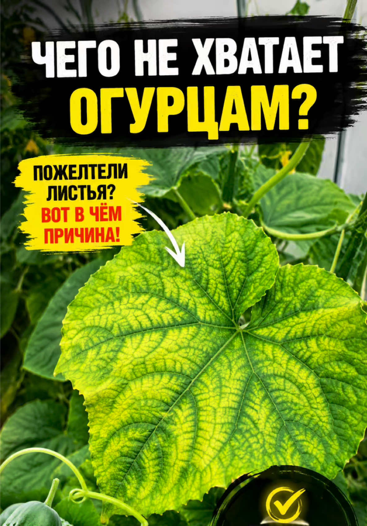 @Віктар Шэняўскі