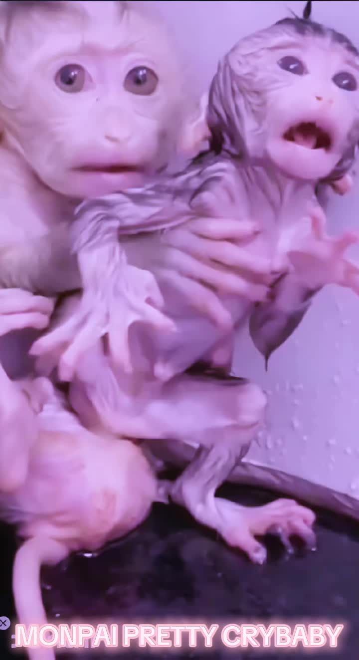@Monpai Cult