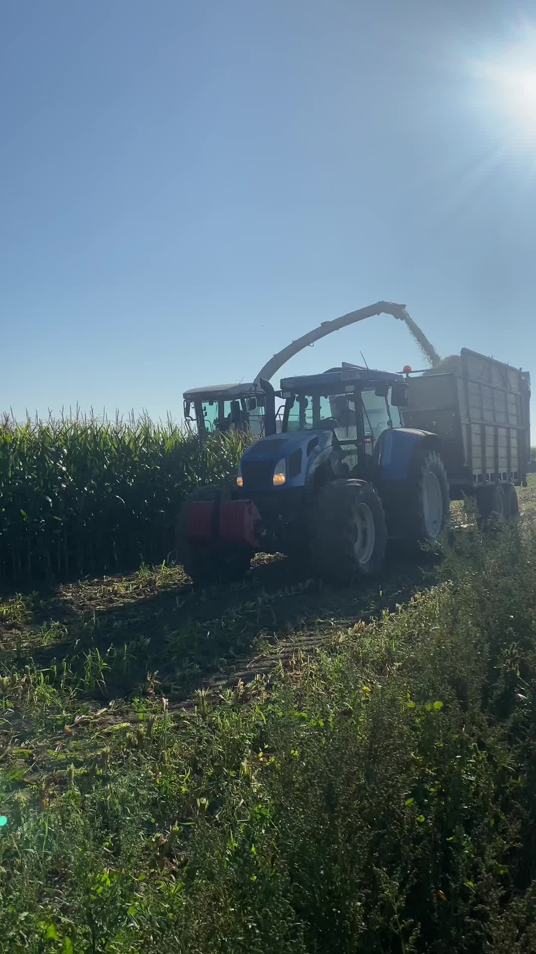 @Ćwikła agro