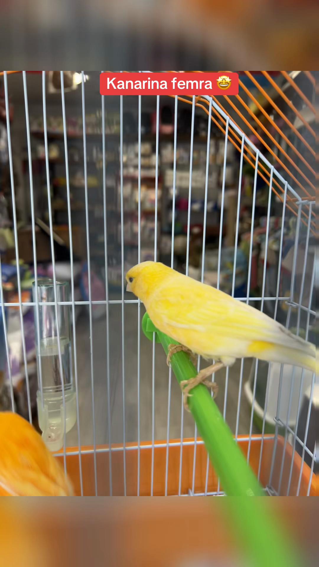 @PET SHOP KRISTI
