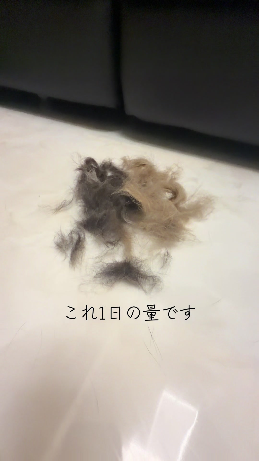 @ちょぽんばぶ𑁊^. .^𑁊