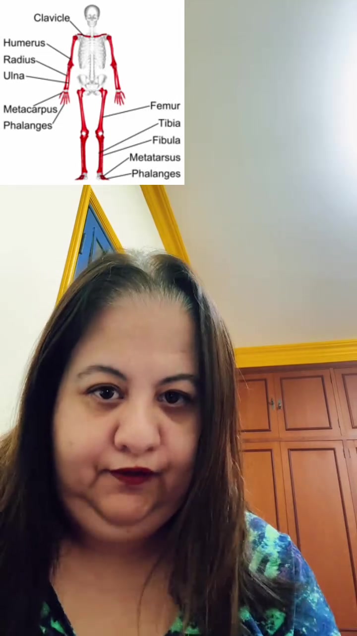 @anatomia virtual