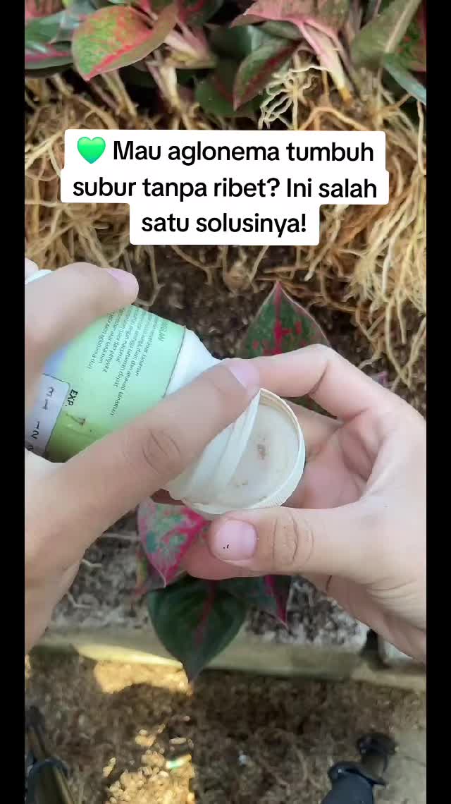 @Kuntum_Bunga