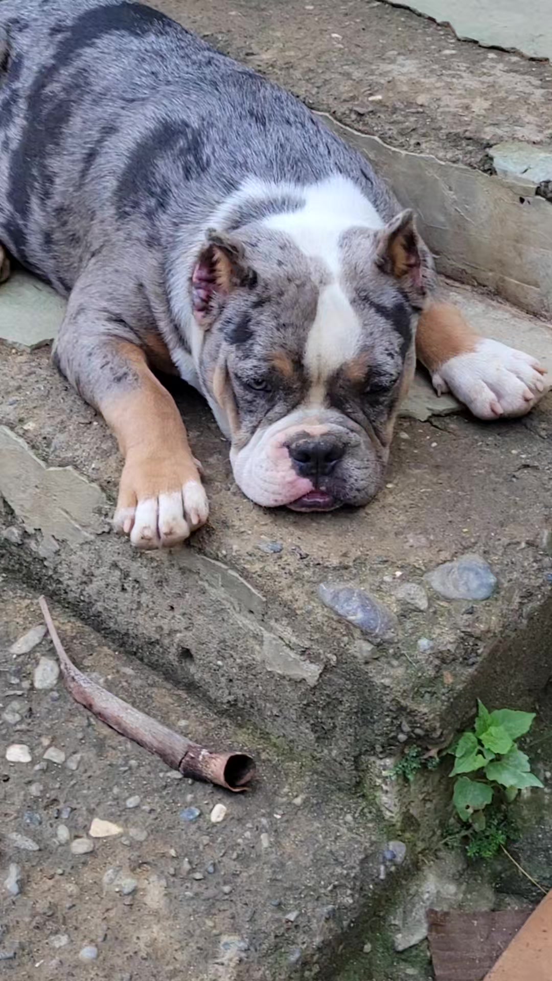 @machinesquad kennel