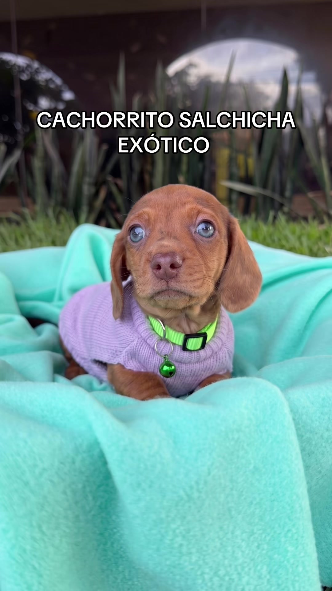 @Super Pet Ecuador 🇪🇨 🐶