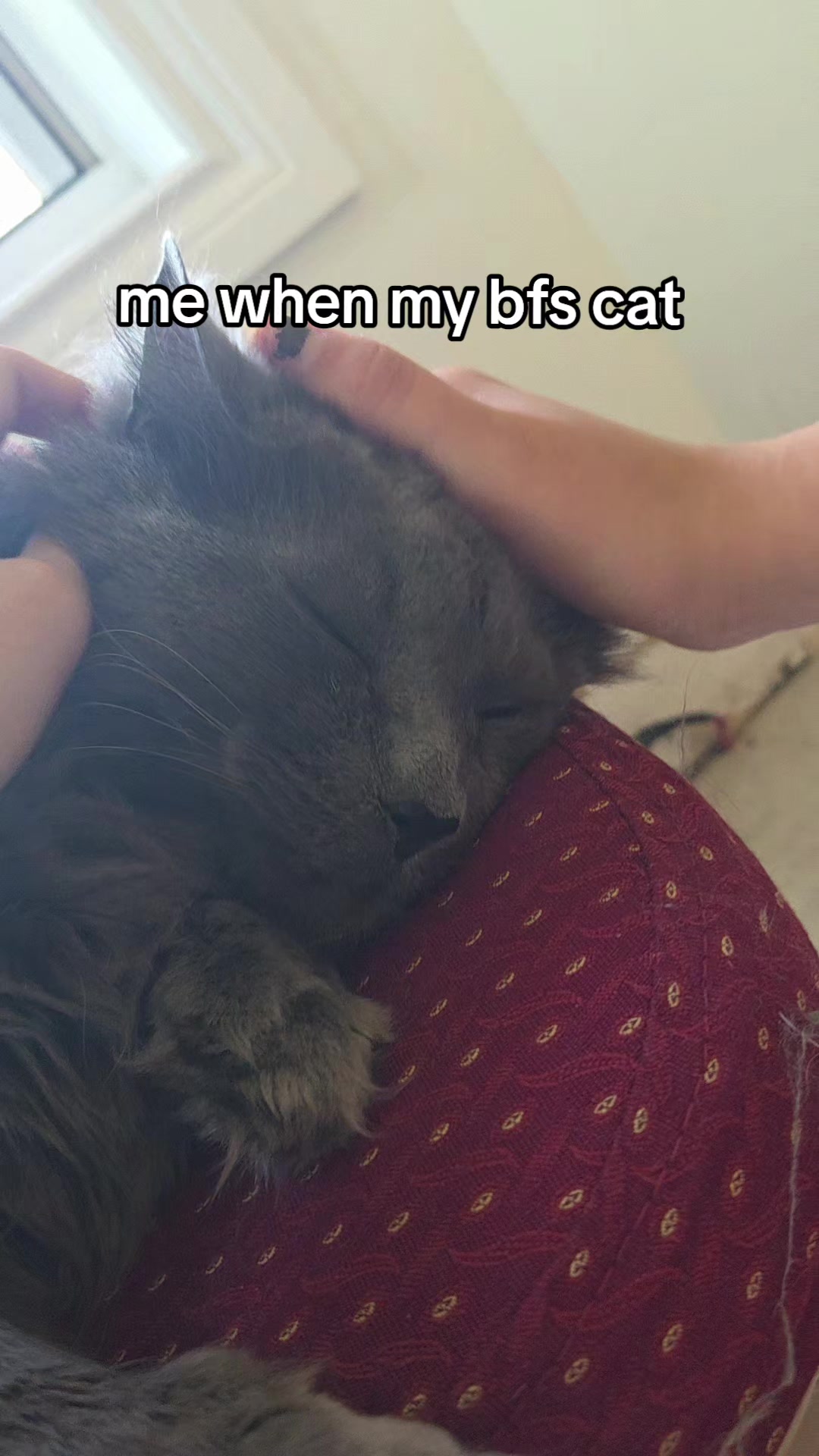 @🐈&zwj;⬛ 𝔯𝔬𝔬𝔯𝔦𝔨𝔞 .⋆♱