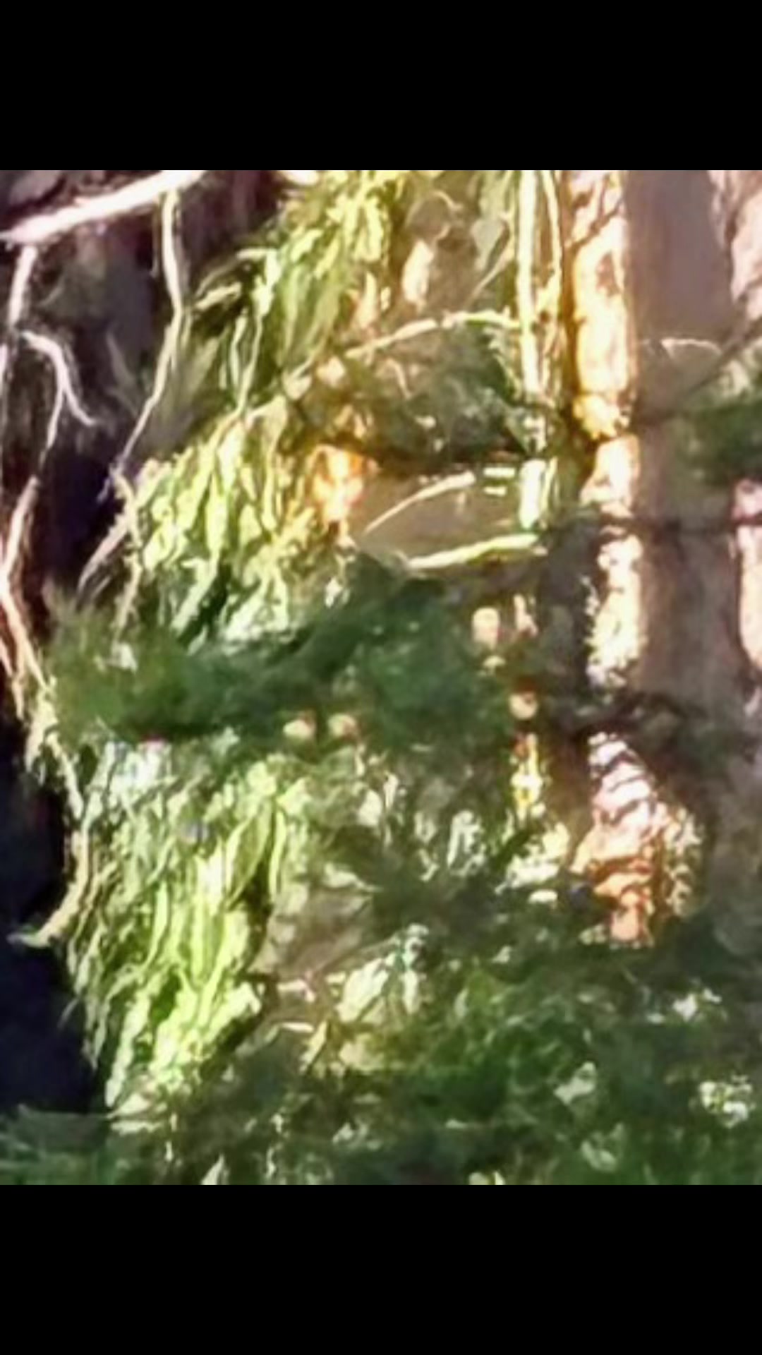 @🌲Forest Friend🌲🙏💗