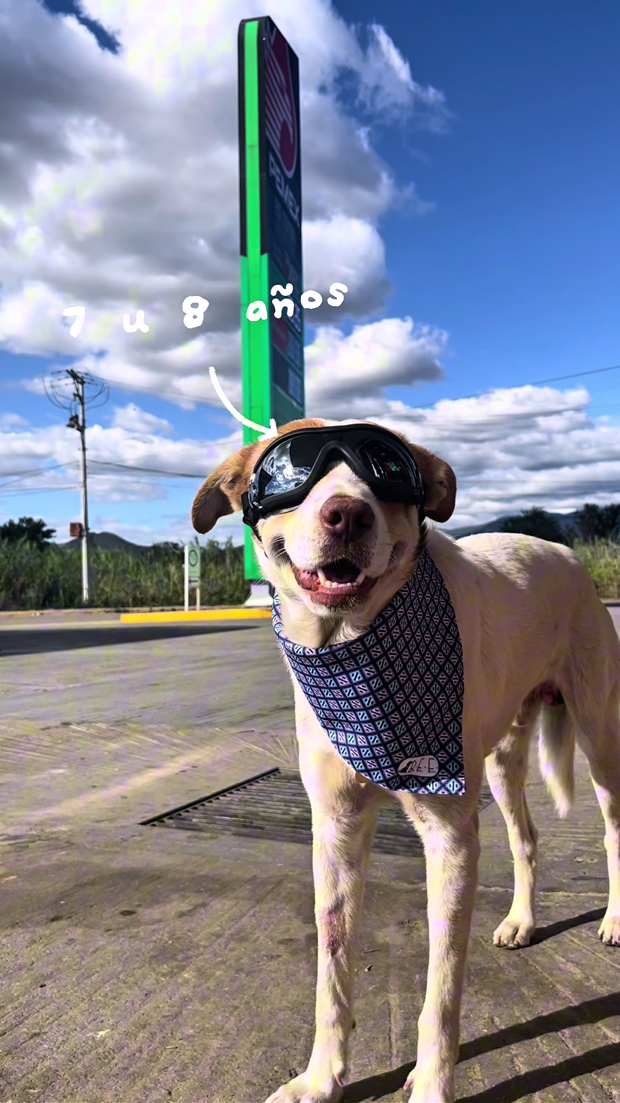 @Mailo el perro gasolinero
