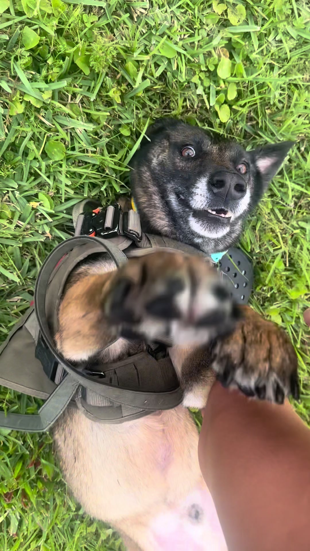 @K9.corporal