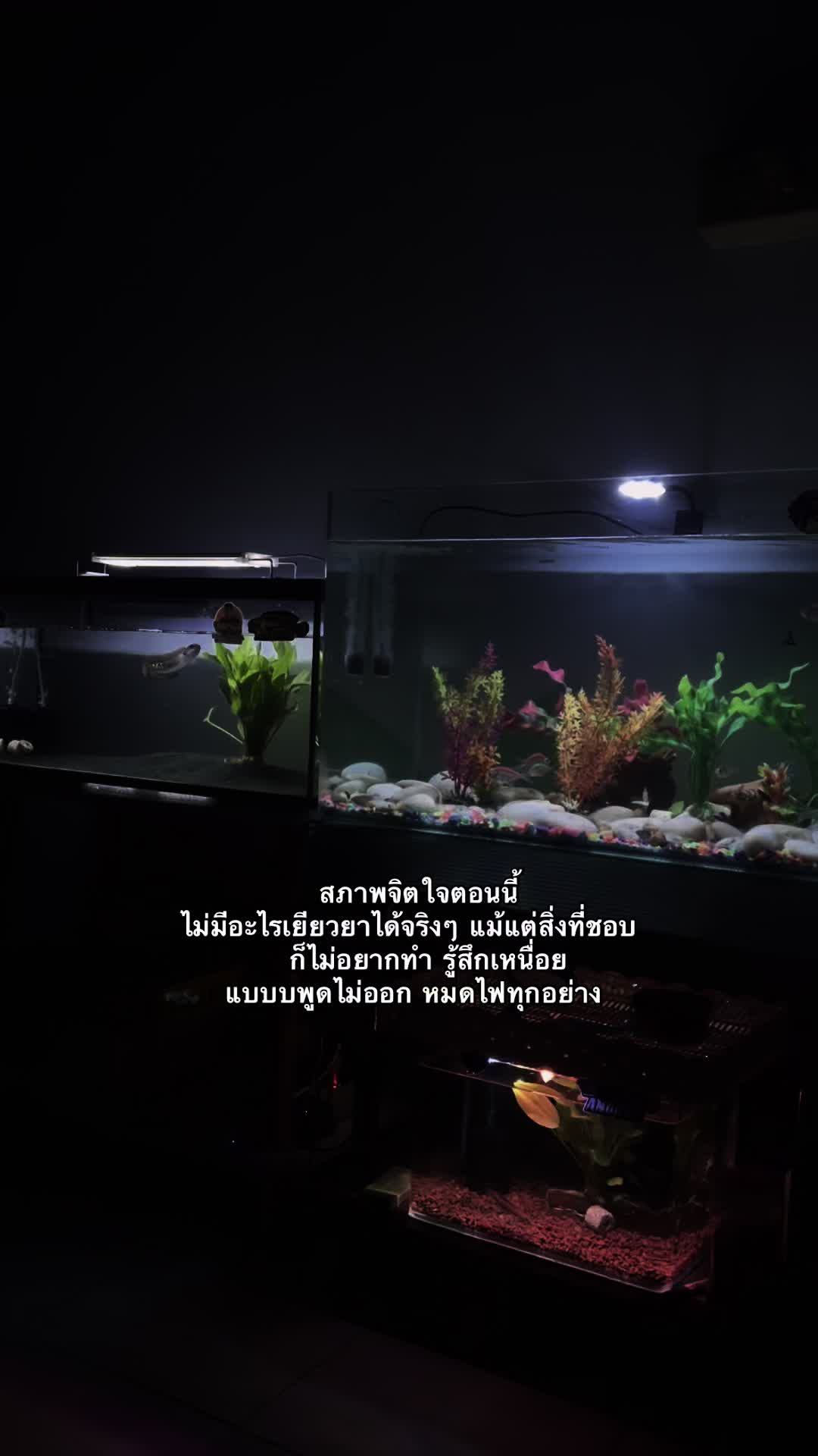 @เธรดสตอรี่(153.5K)
