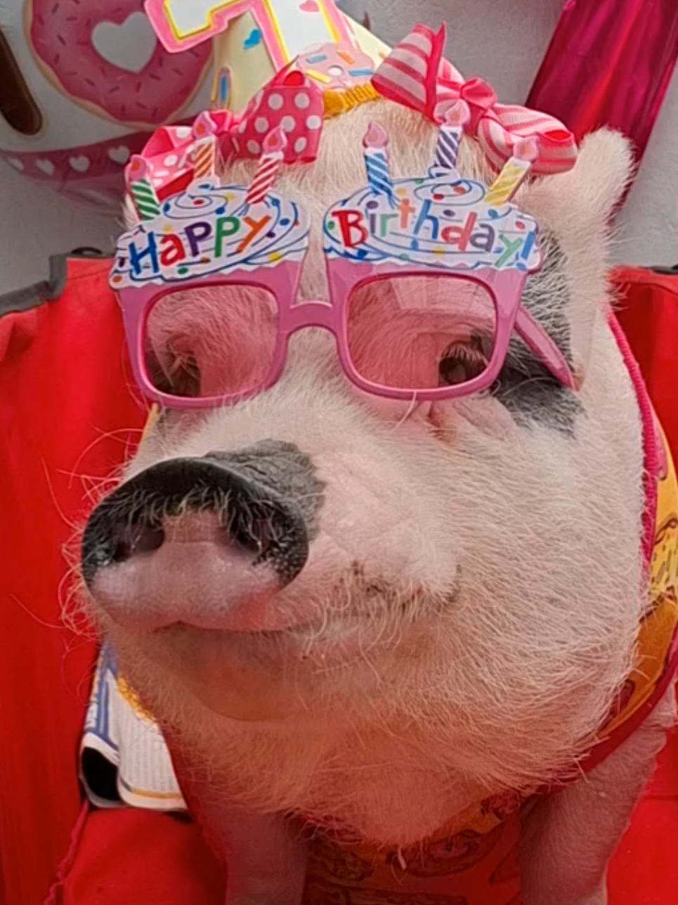 @🐷Ibi.pig🐷