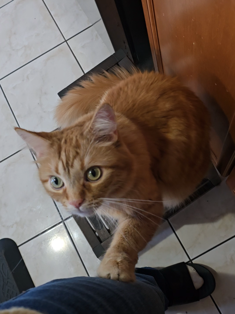 @Chuoru | Cats & Giggles