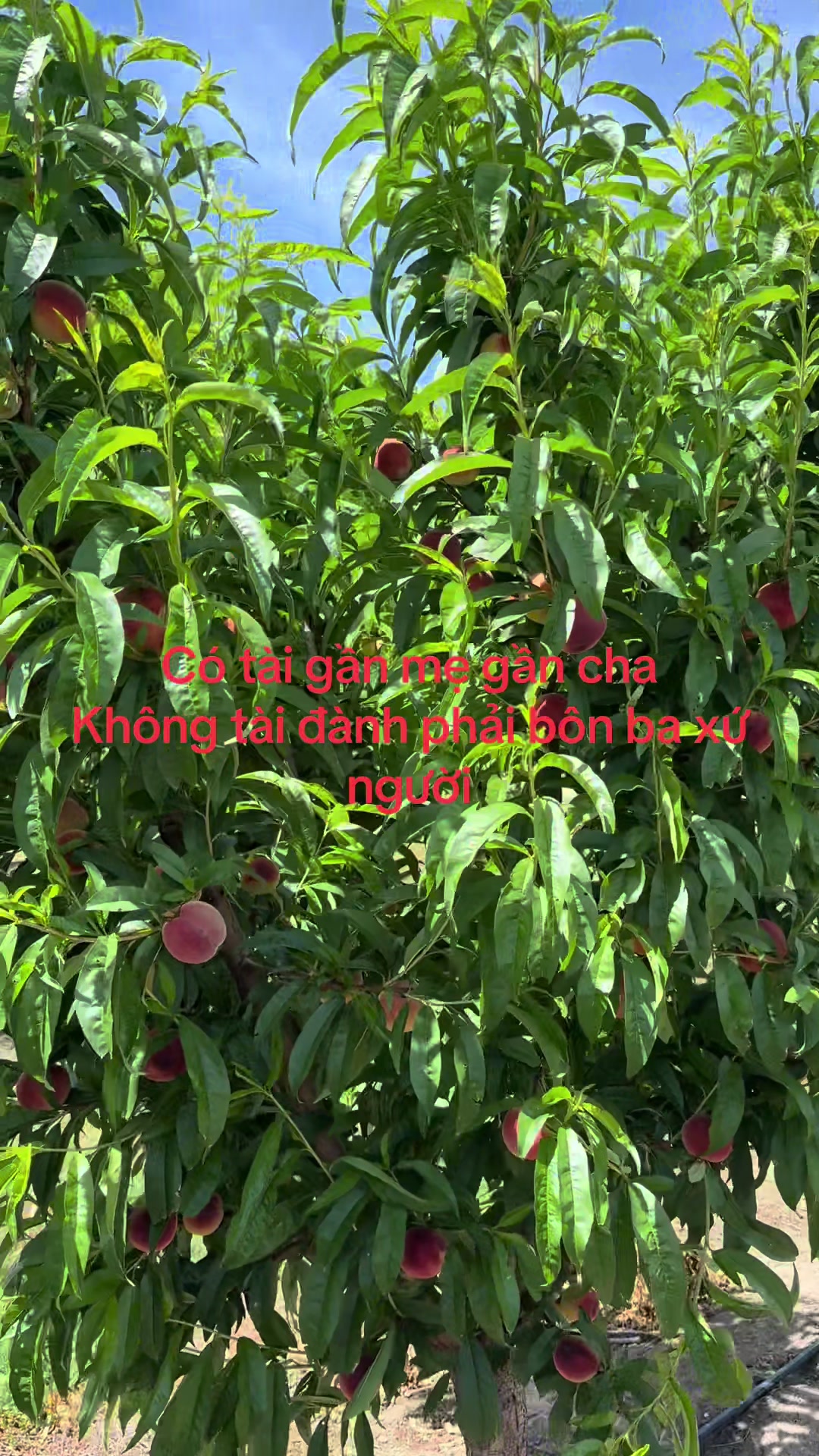 @Tuấn ở &uacute;c 🇦🇺 🇻🇳