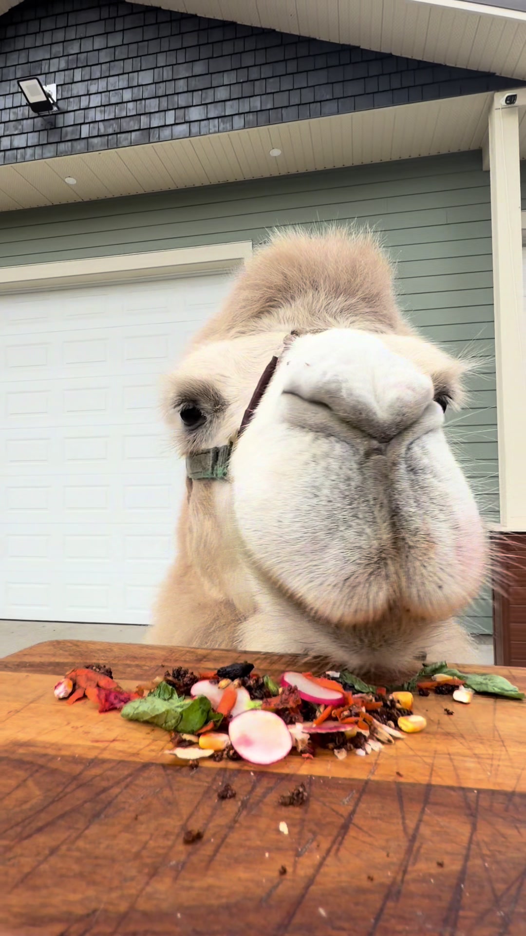 @MayhemTheCamel