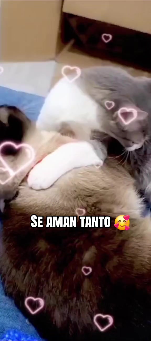@F4MILY TIM3