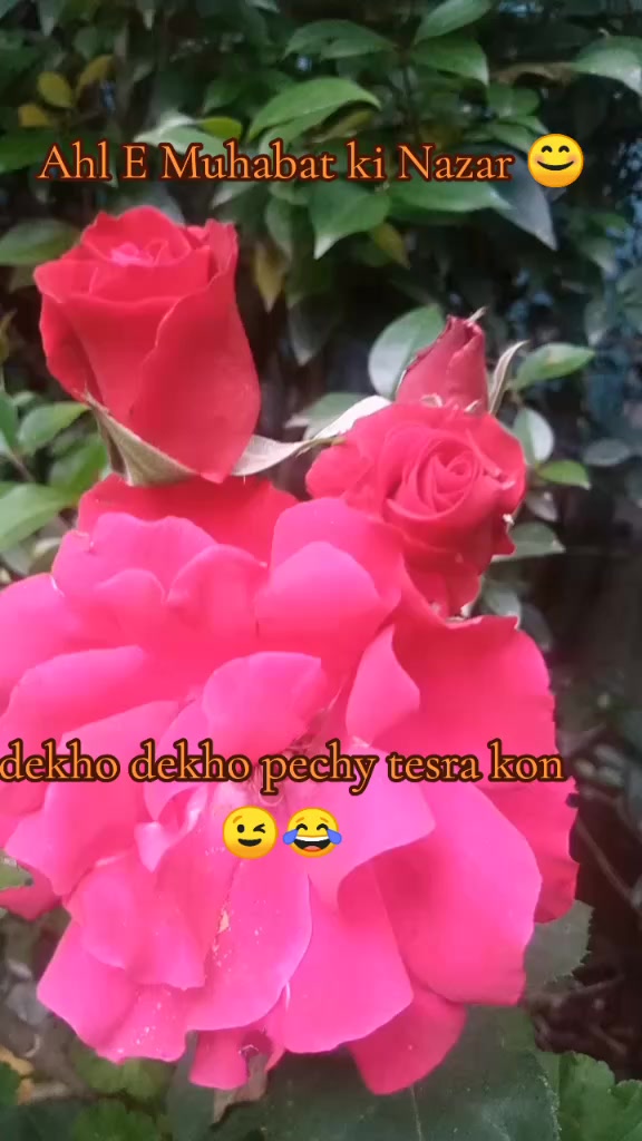 @Rj.Dr shafaq kazmi (Official)