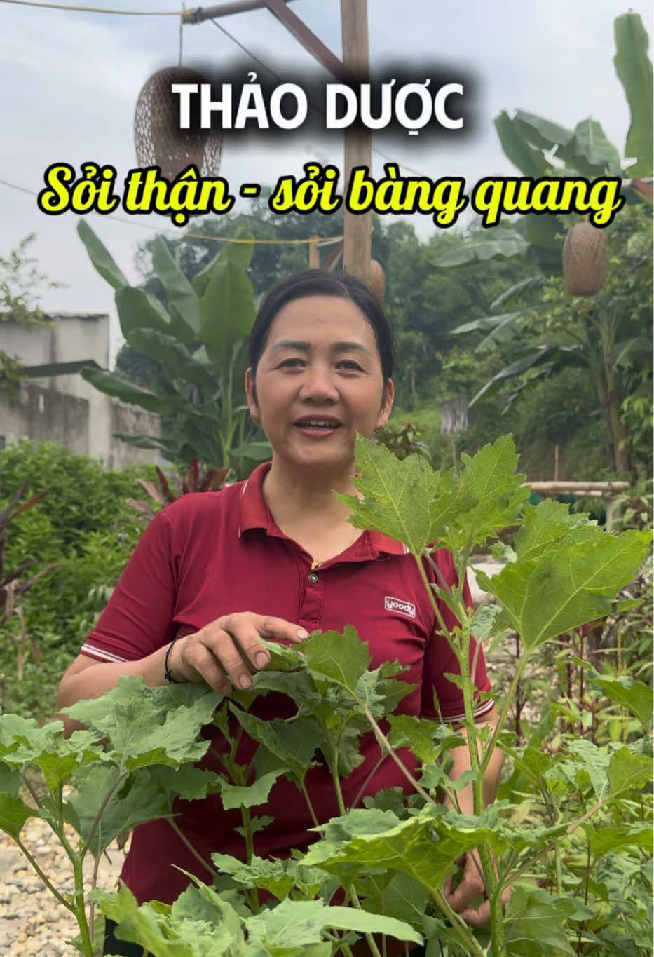 @Cô Sinh Thảo dược Cao Lan