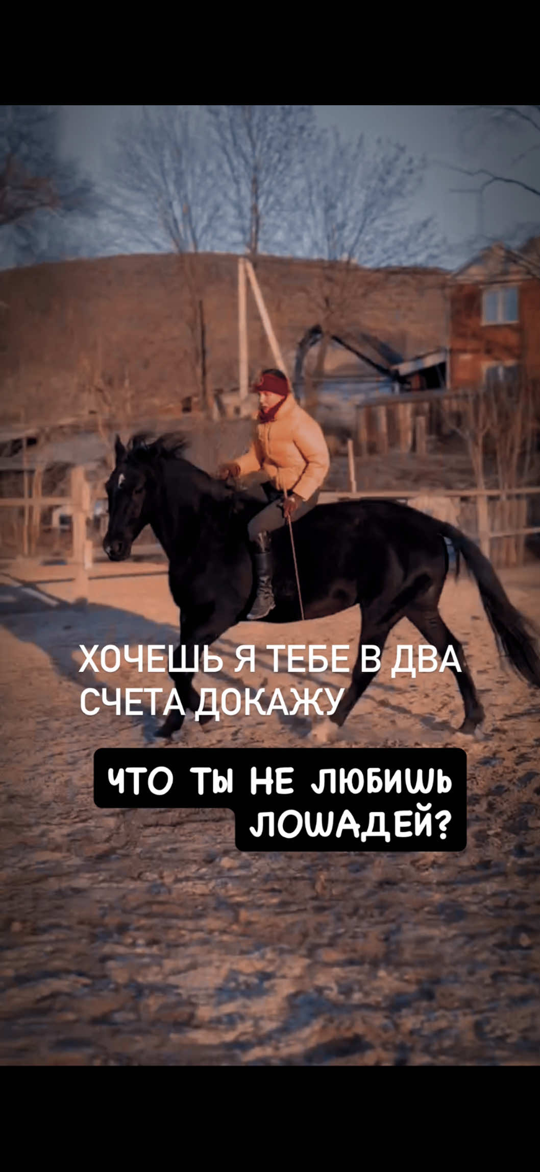 @Вера/лошади/обучение лошадей