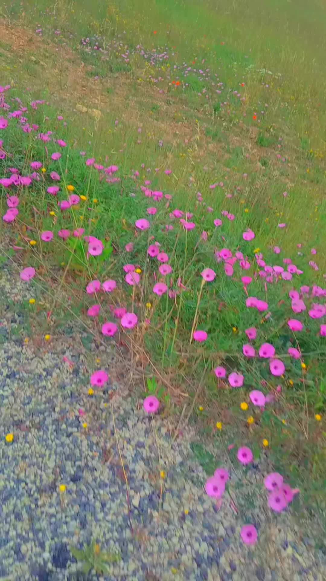 @🌸إيناس 🦌🇹🇳