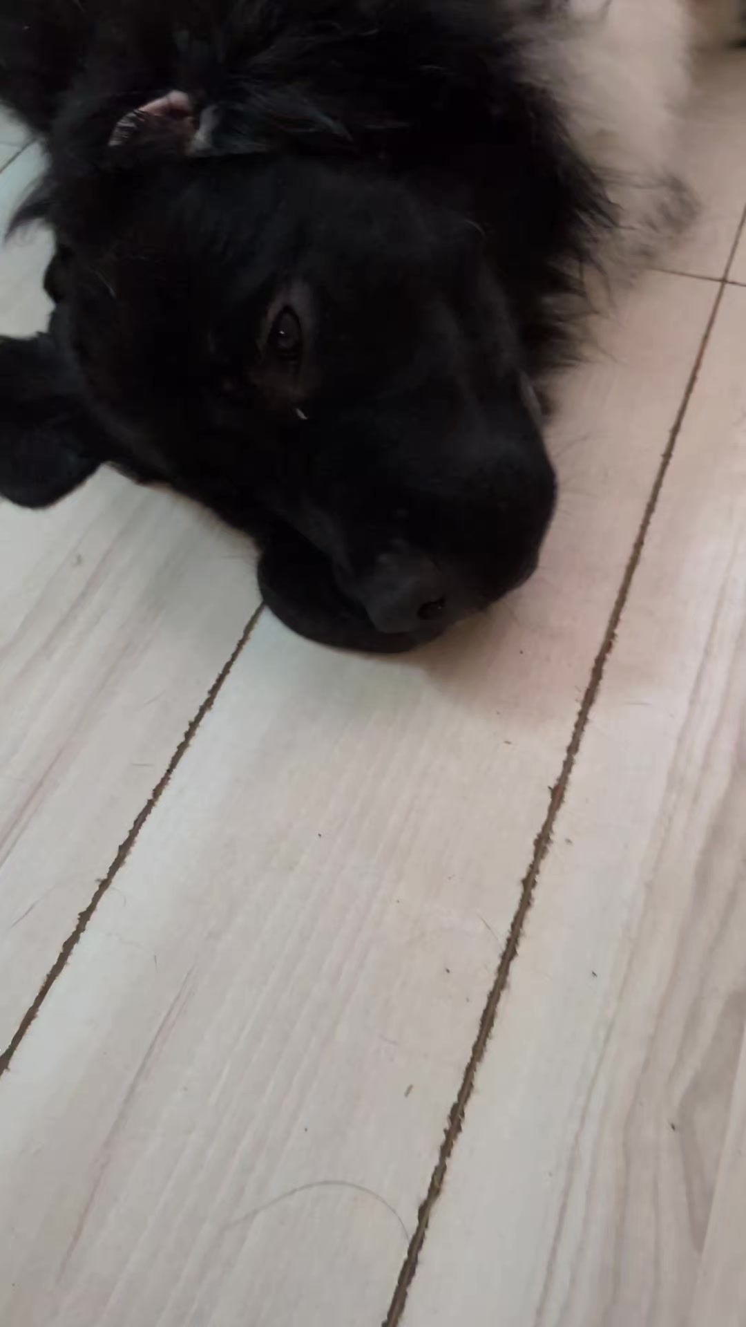 @大型犬3頭&小型老犬4頭多頭飼いの生活