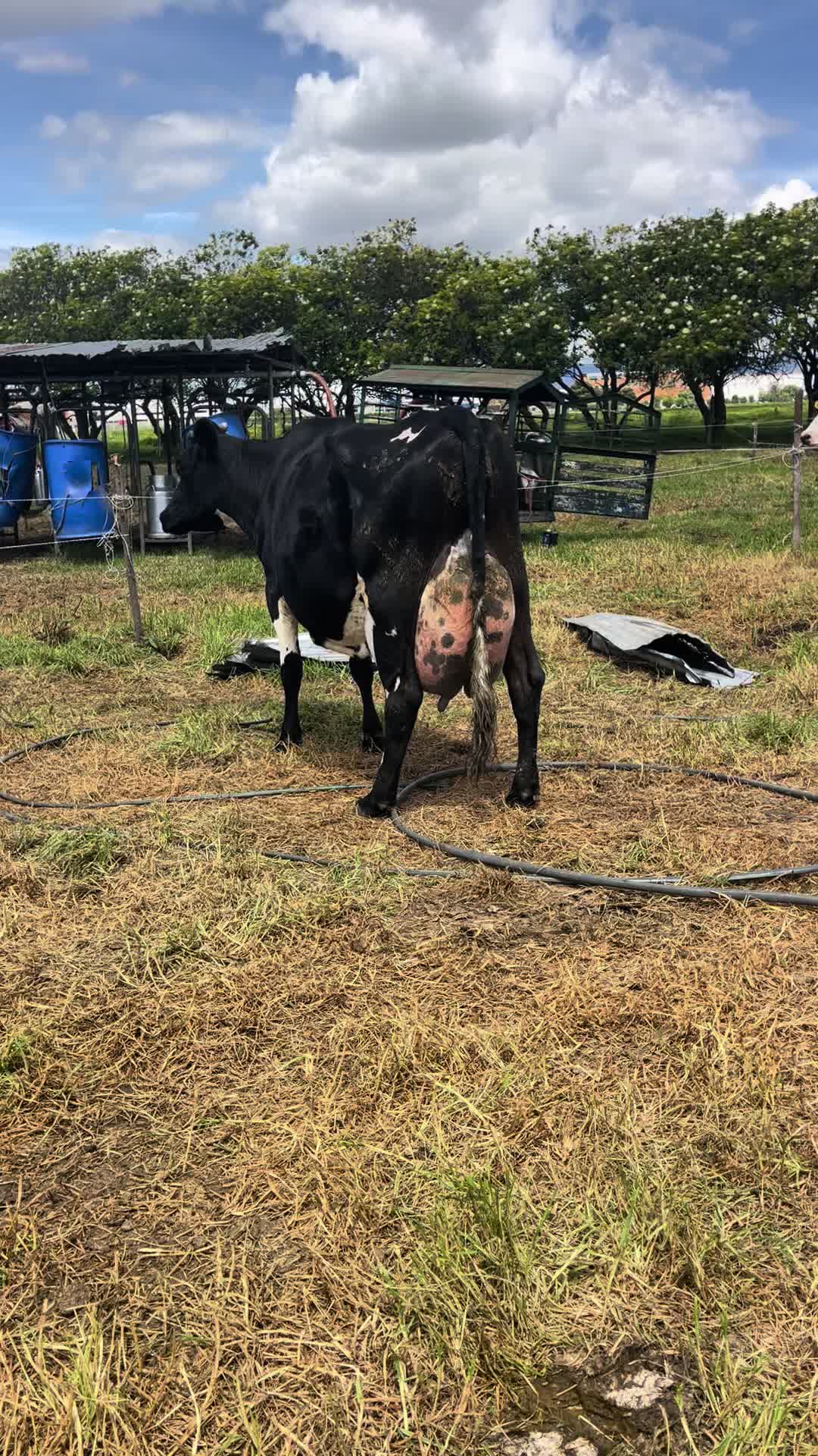 @Juan Rodríguez 🐄