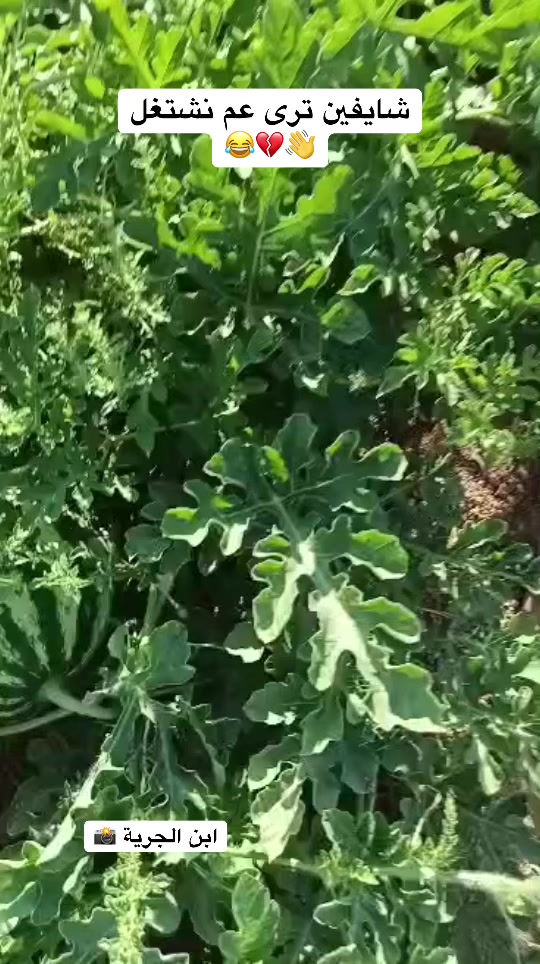 @أبن الجرية 📸