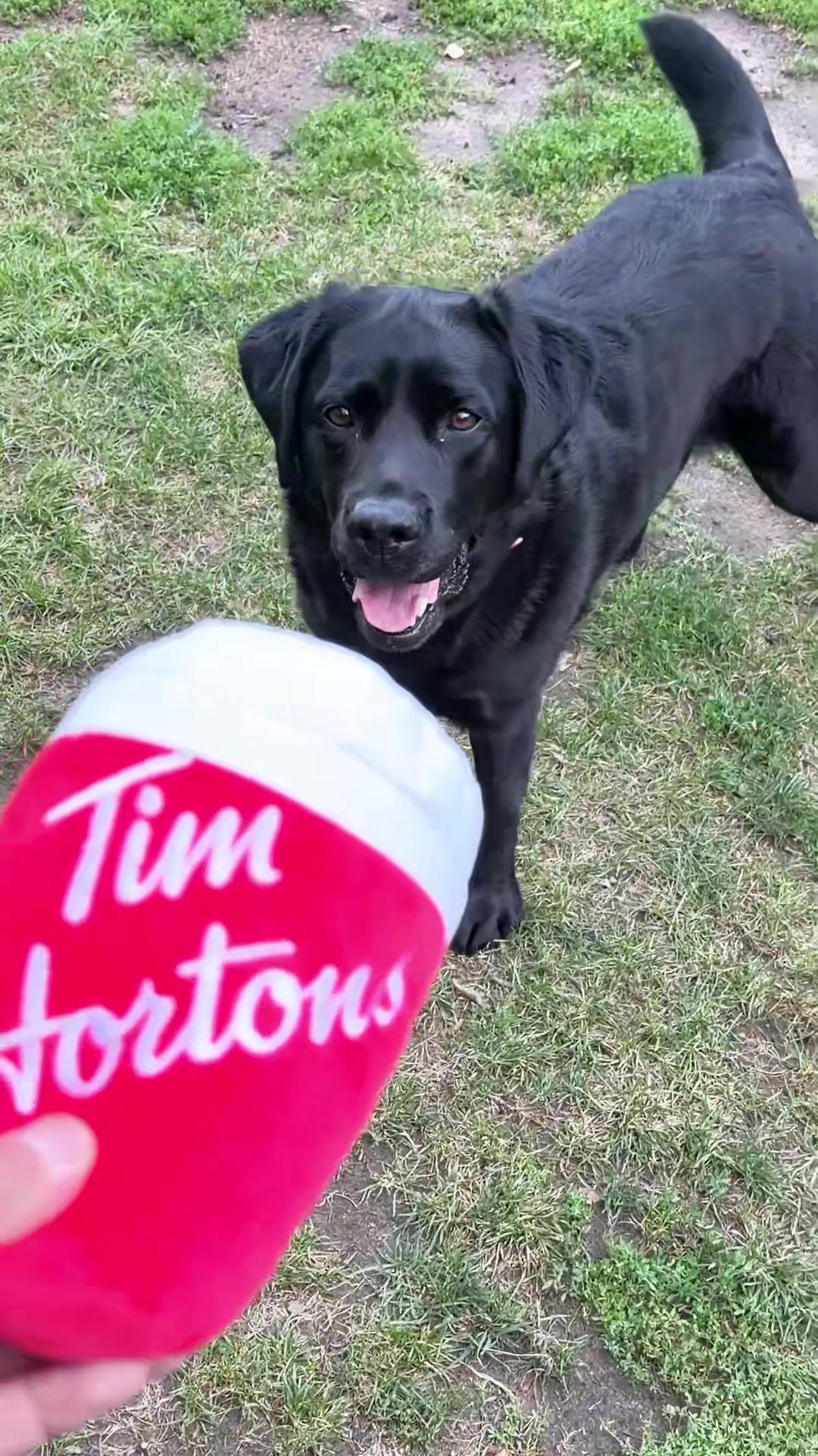 @Tim Hortons