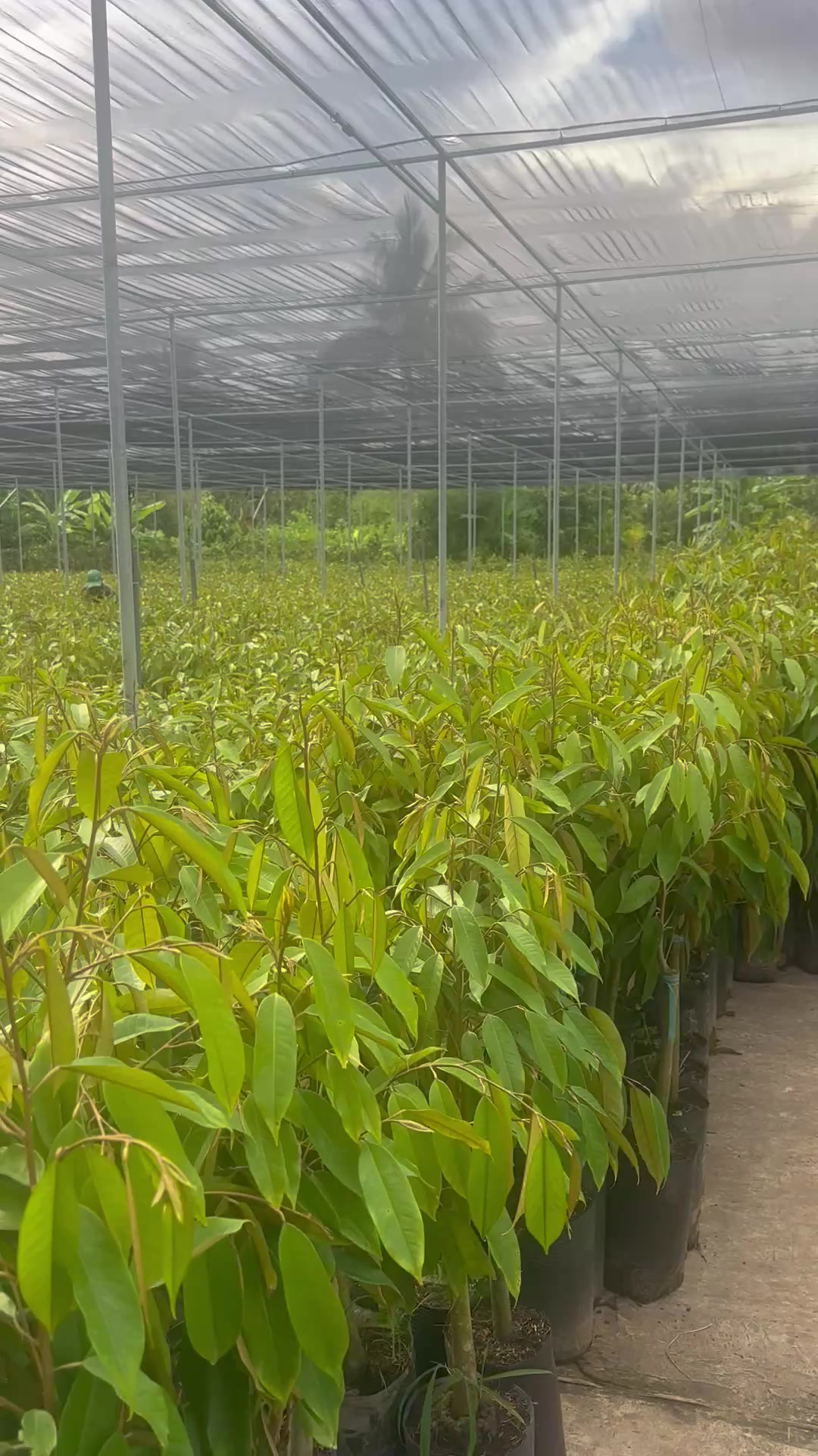 @Hùng Chương STCG Welofarm