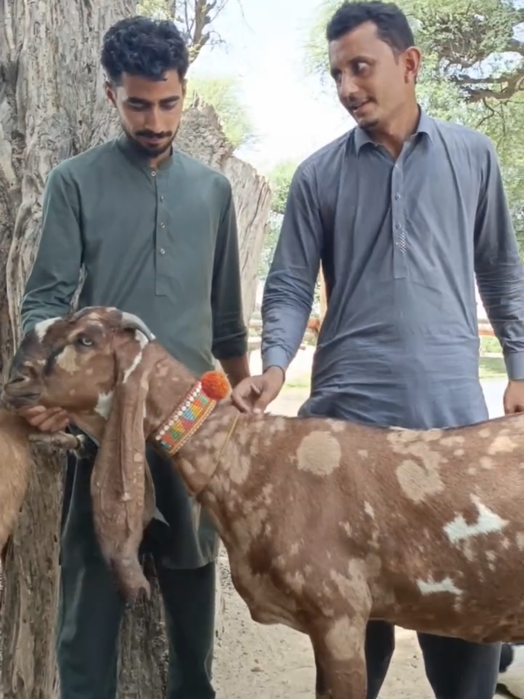 @Babu Pathan Goat Farm