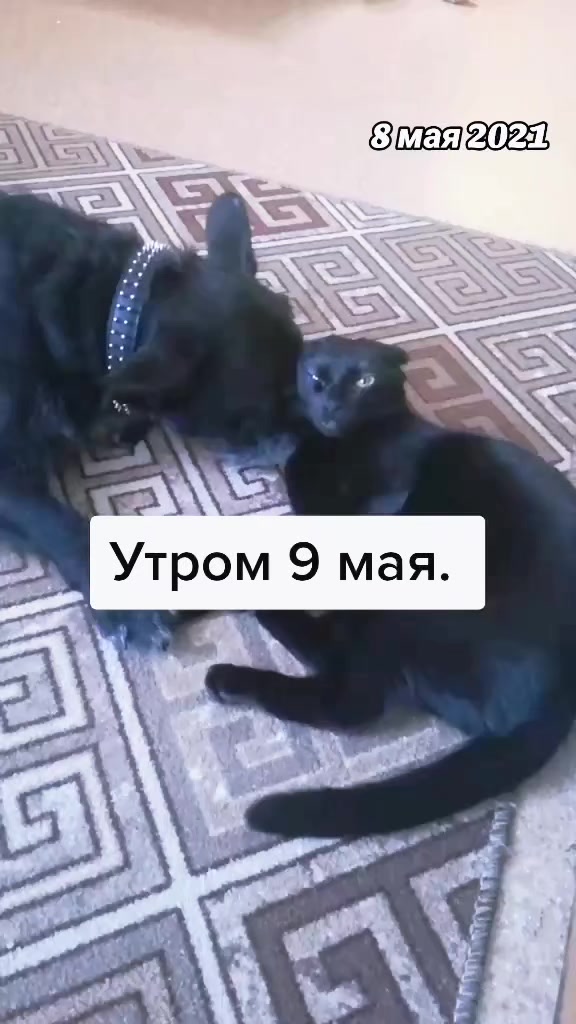 @ИрА😹Эля🐾🐾 ✔