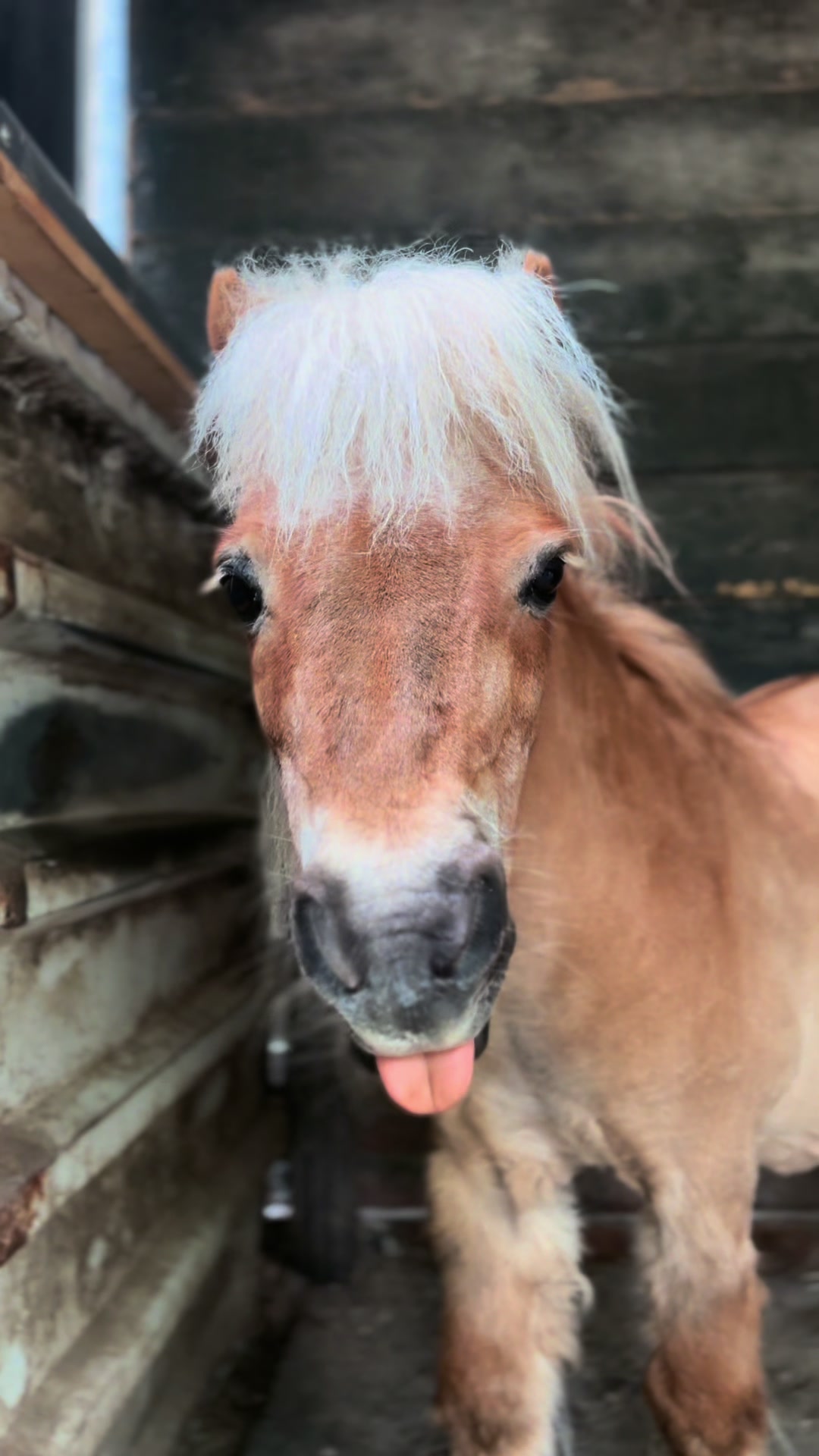 @idh_horses