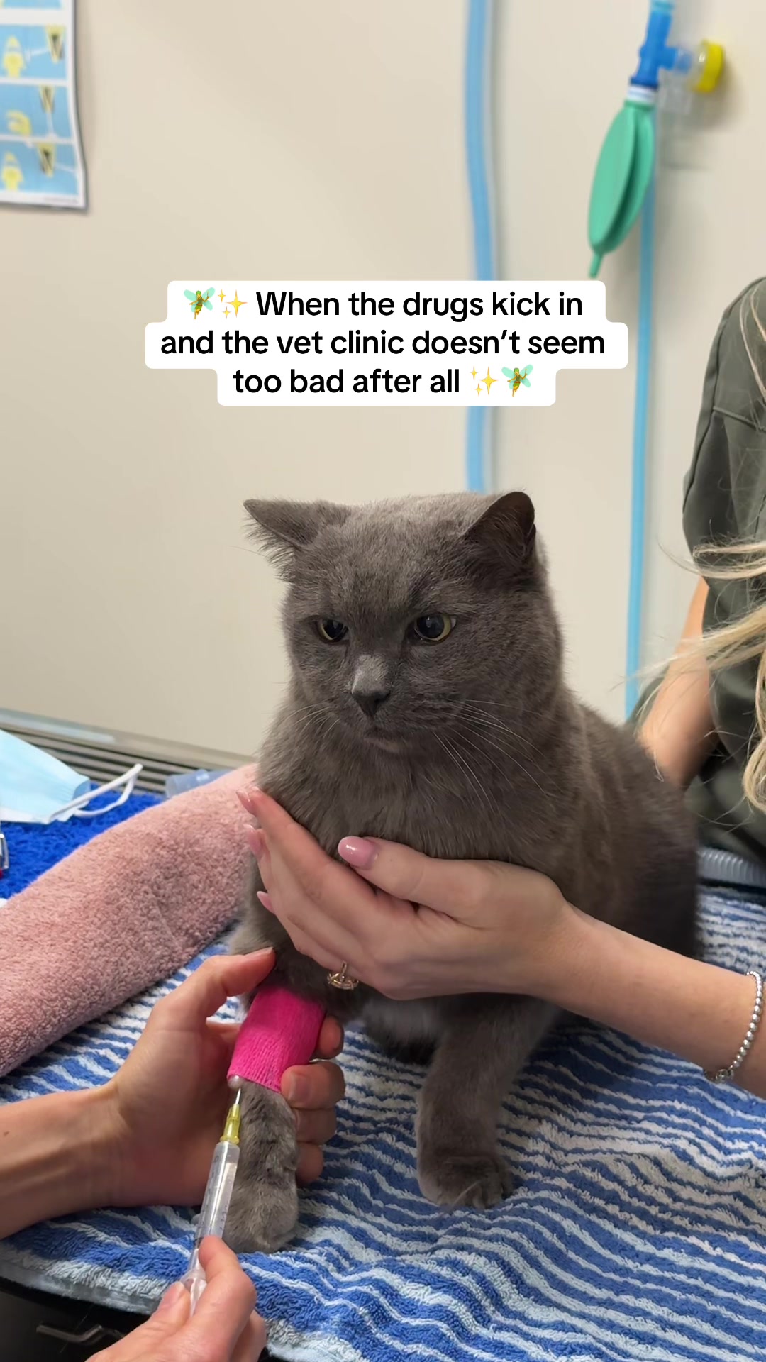 @Tess the Vet Nurse