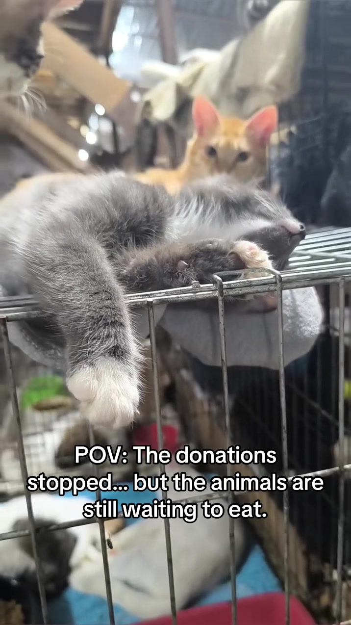 @Pamela rescue cats