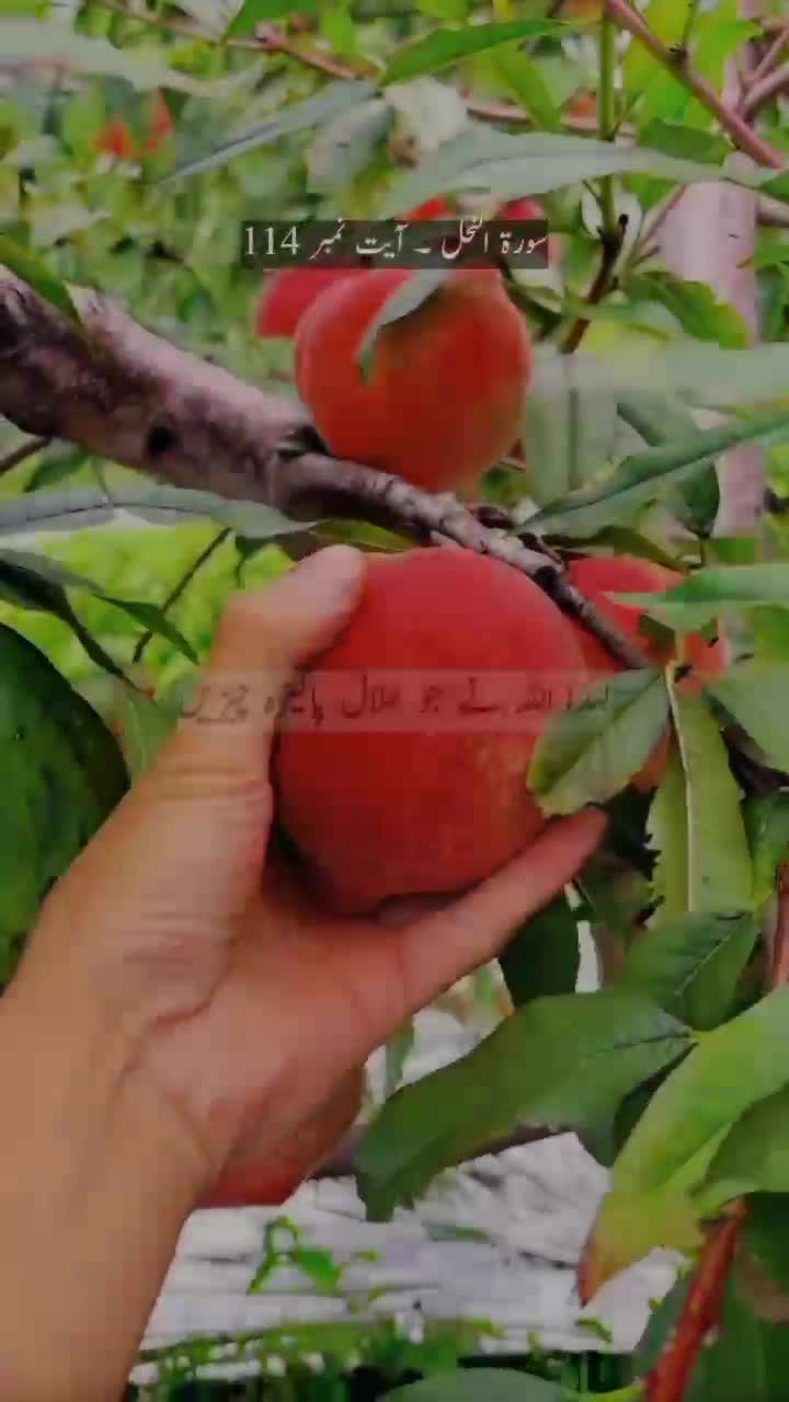 @Rahh-e-Sakoon