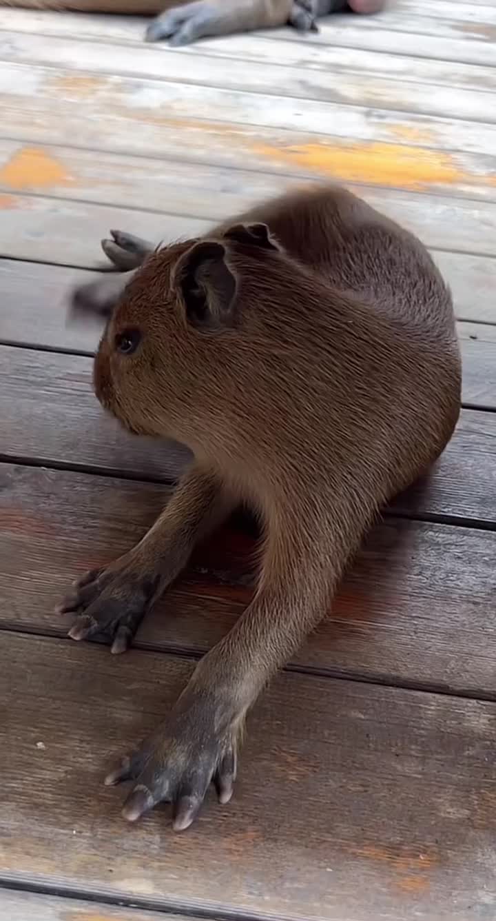 @capybara121224