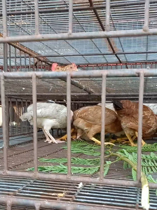 @MULYO JOYO FARM