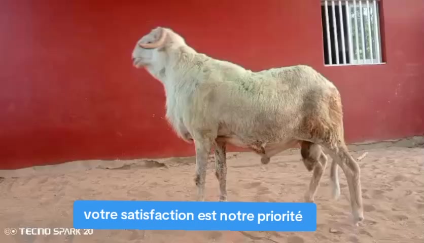 @S&Eacute;N'&Eacute;V&Eacute;NEMENTS